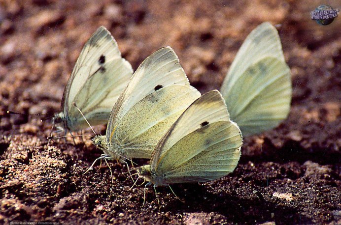 Зорька или Аврора — дневная бабочка.