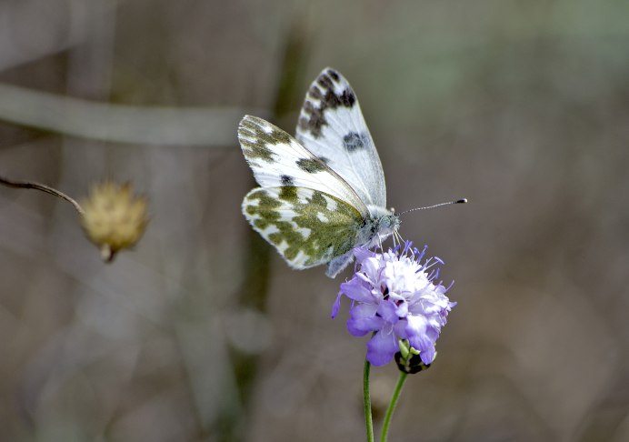 Рыбец обыкновенный