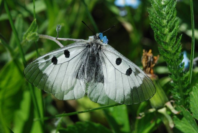 Уклейка рыба