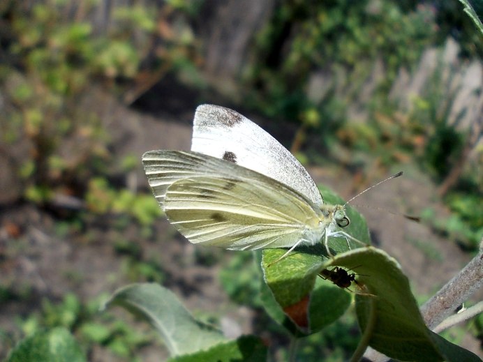 Мексиканские белянки