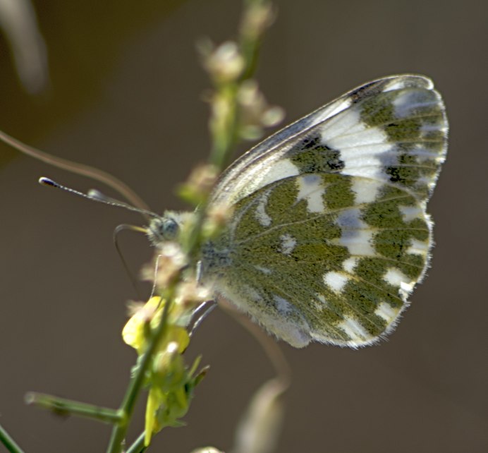 Волжская многотычинковая сельдь