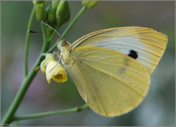 Боярышница (Aporia crataegi)