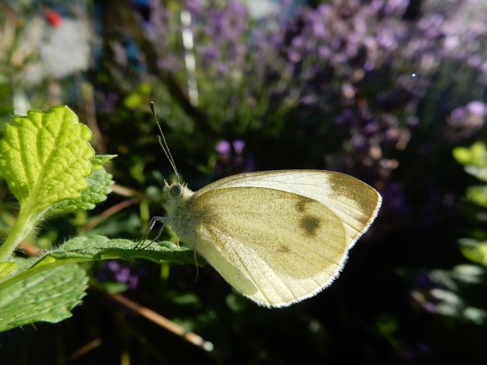 Рыбец шемая