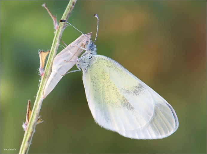 Рыбец и Вимба
