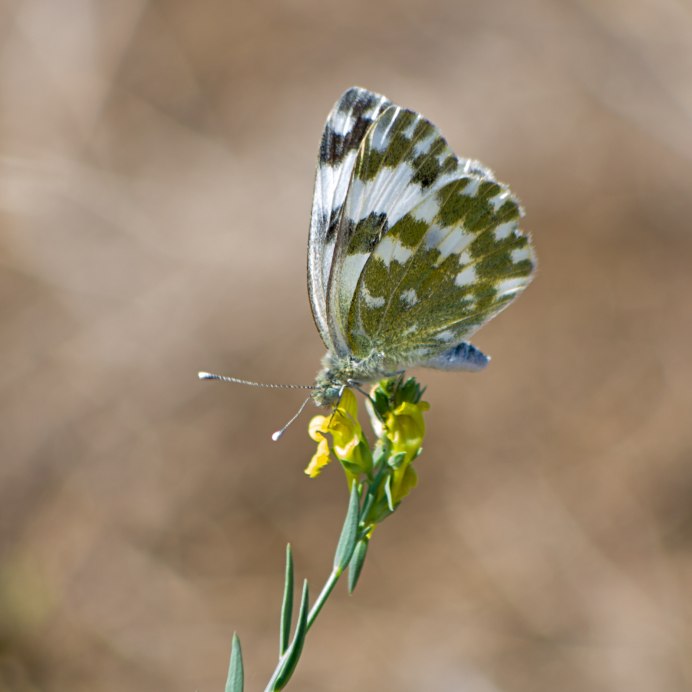 Рыбец шемая