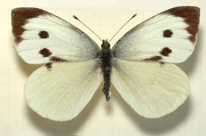 Белянка Эдуса