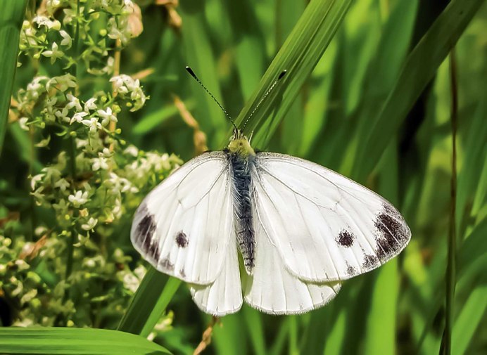 Китайская Белянка