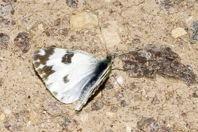 Бабочка желтушка Аврора