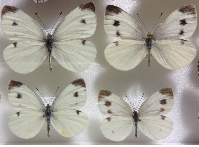 Белянка Каллидица