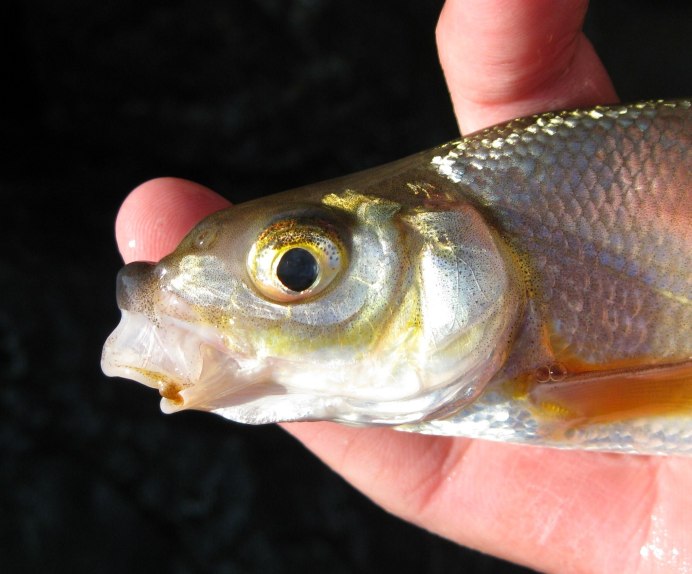 Семейство карповых шемая