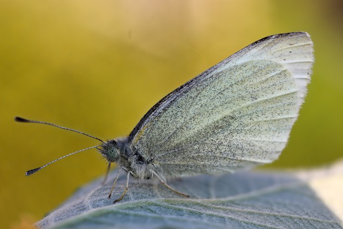 Отличие капустницы от репницы