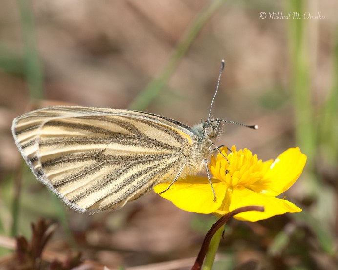 Рыбец Донской
