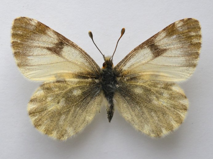 Гусеница горошковой белянки