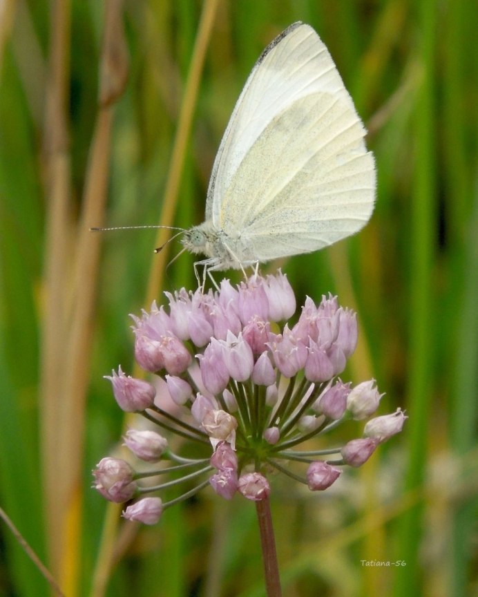 Бабочка для мамы