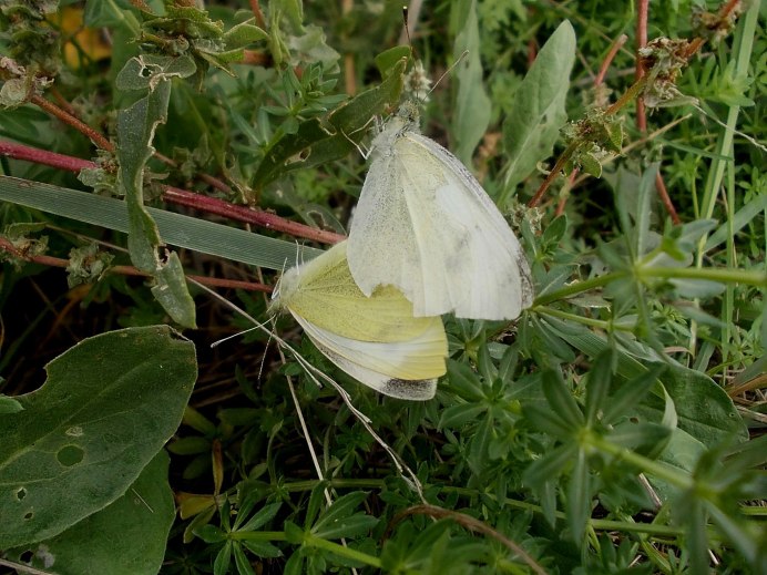 Hebomoia glaucippe куколка