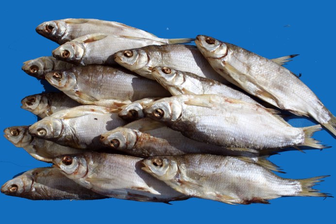 Королевский груздь