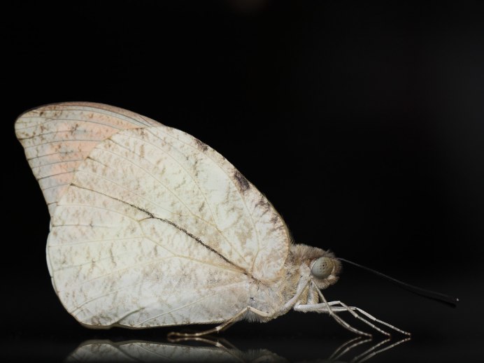 Синица капустница когда только родилась