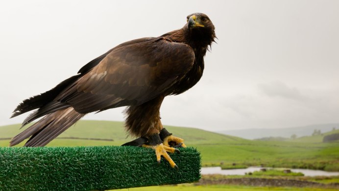 Белоголовый Орлан птица