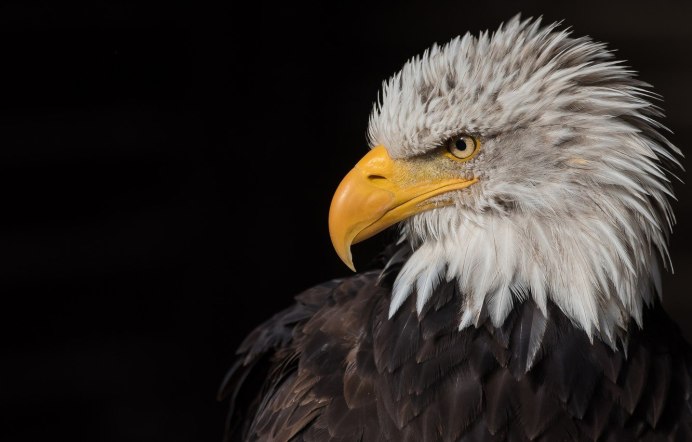 Огромный Орел