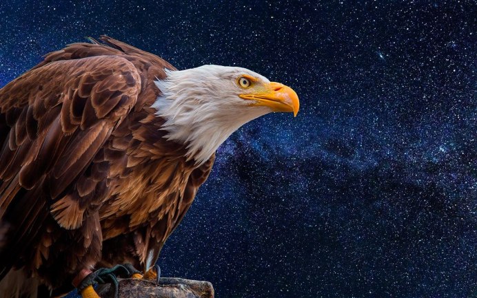 Горный Беркут