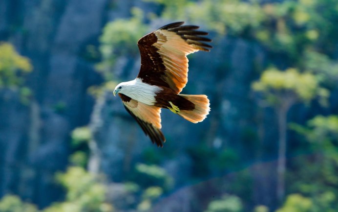 Орлиный клюв