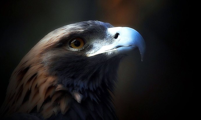 Беркут Орел злой