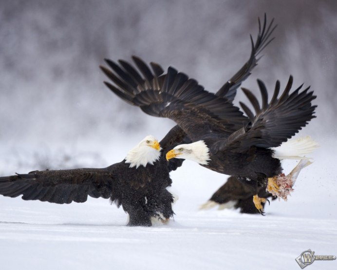 Лесной Орел птица