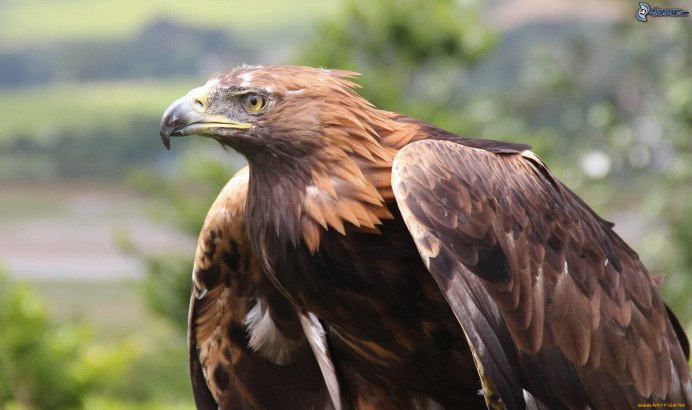 Кондор белоголовый