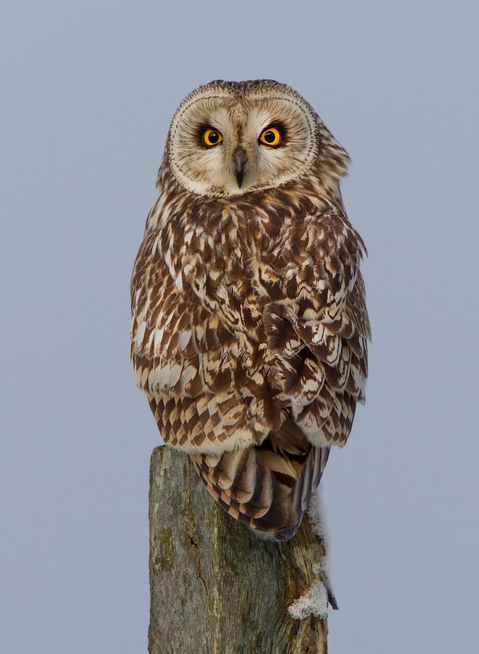 Ушастая Сова ASIO Otus