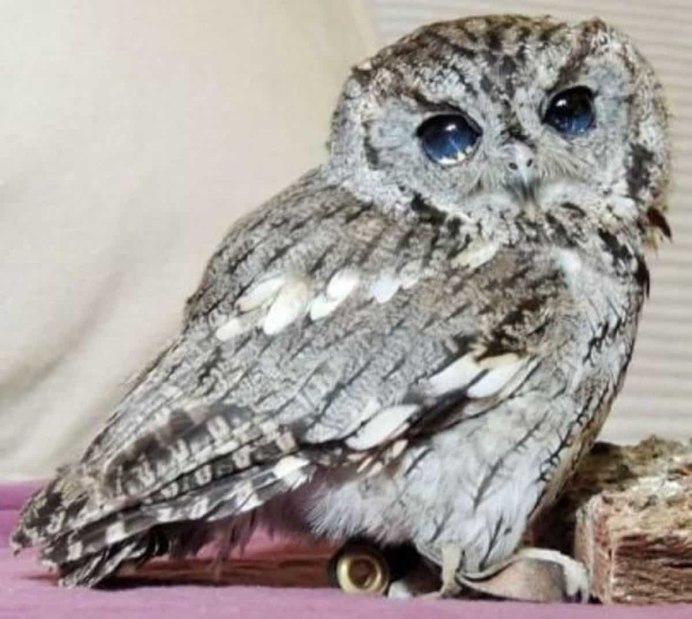 Мадагаскарская сипуха