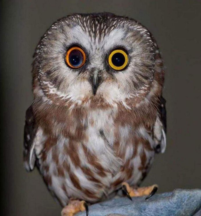 Мадагаскарская ушастая Сова