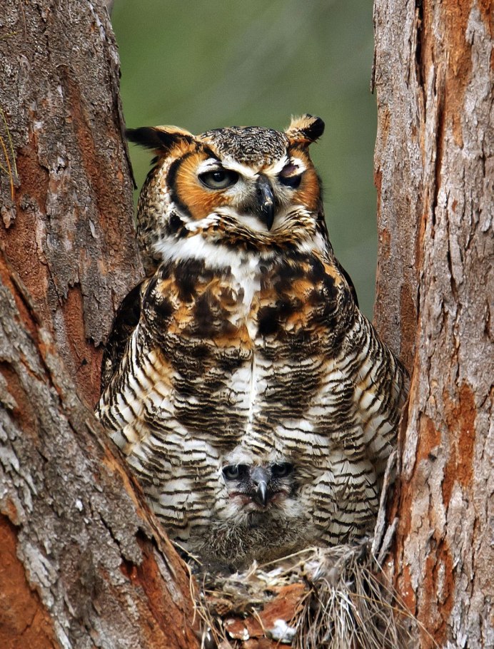 Величественная Сова