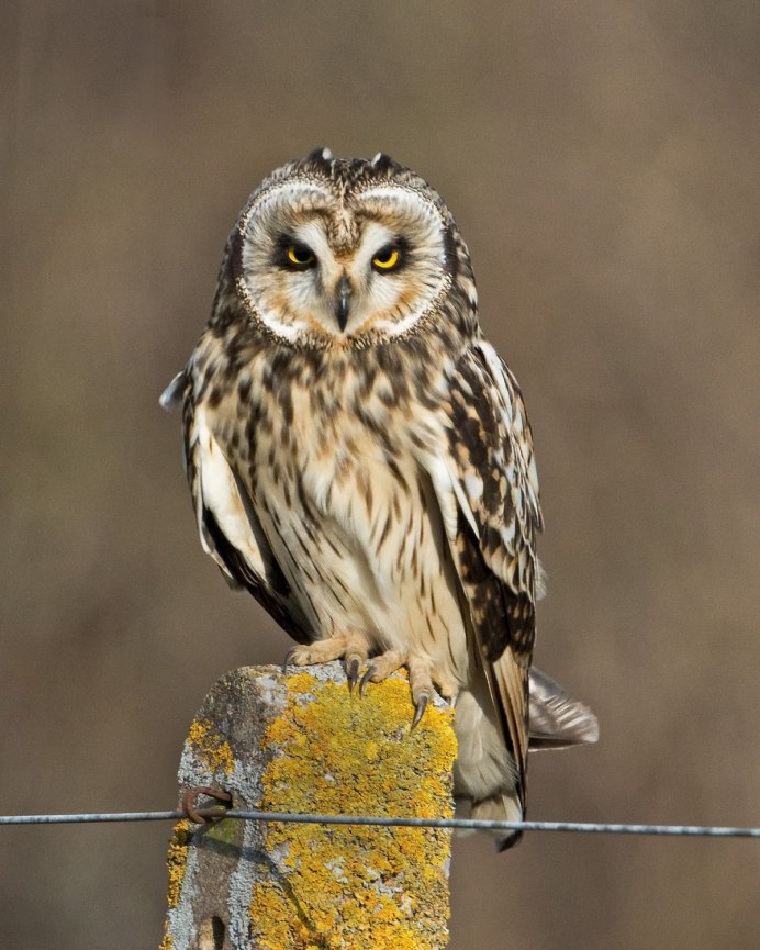 Сова коричневая