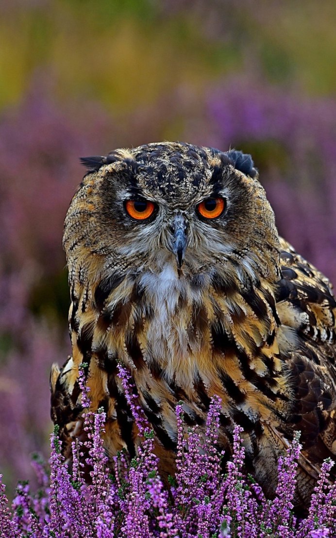 Болотная Сова (ASIO flammeus)