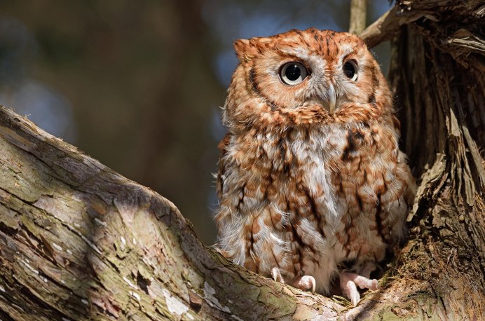 Сова в лесу