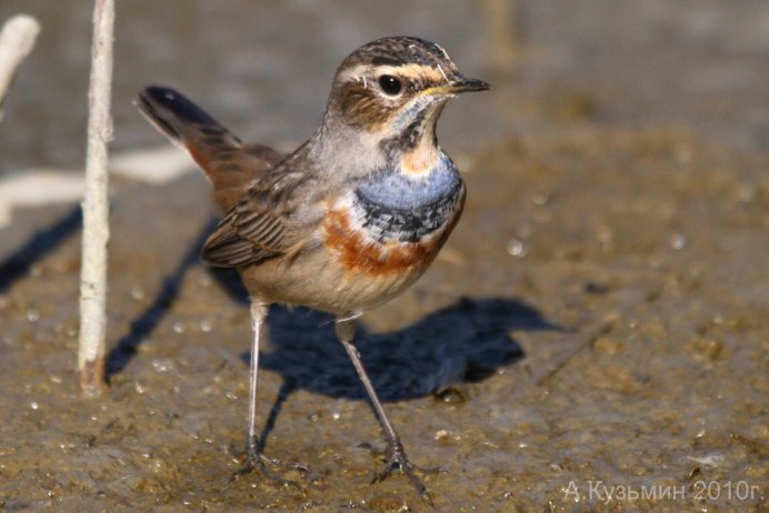 Птица Зарянка Малиновка