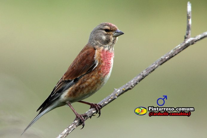 Птица с красной грудкой Зарянка