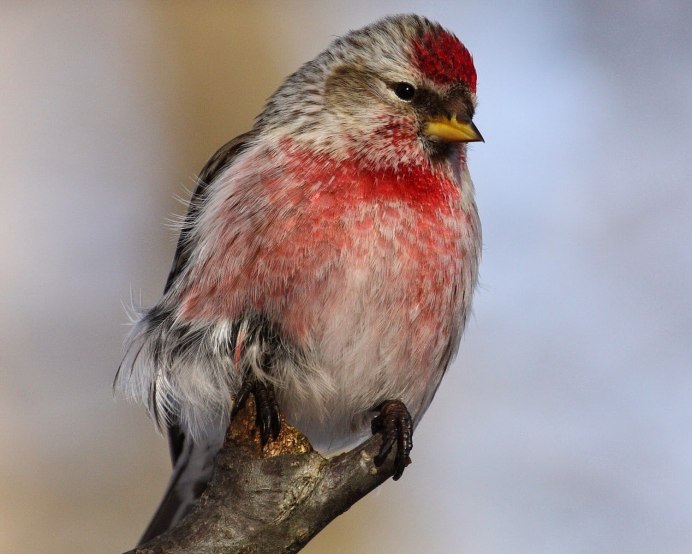 Птица с оранжевой грудкой