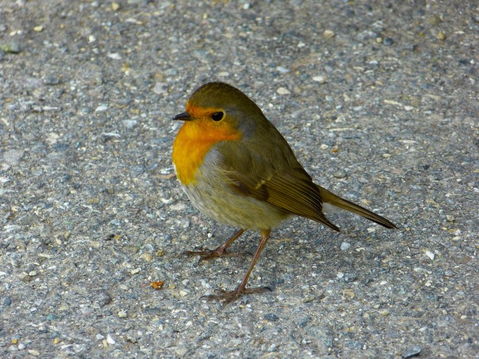 Сибирская чечевица Carpodacus roseus