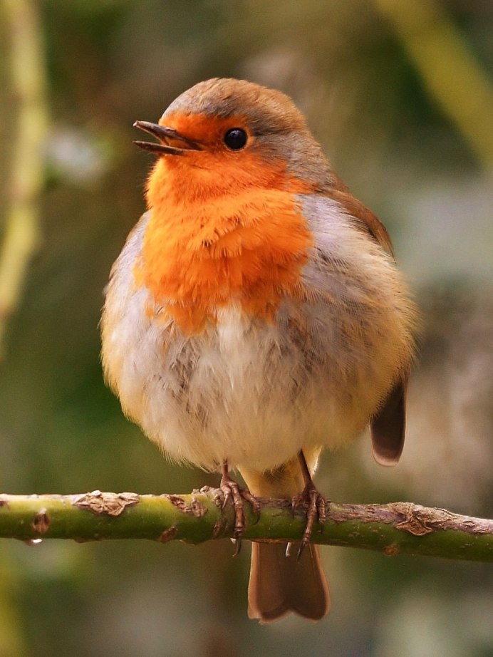 Горихвостка Коноплянка