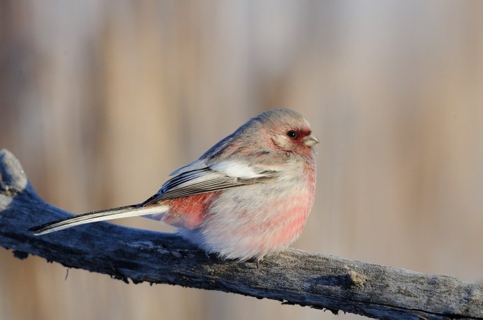 Птица с красноватой грудкой