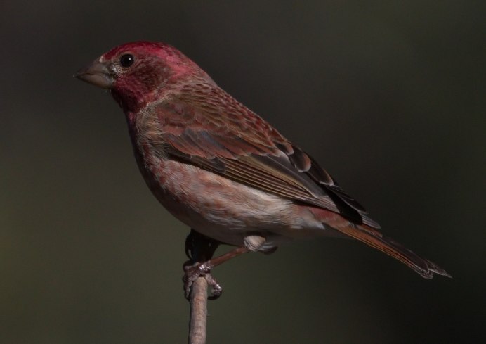 Сибирская чечевица птица самец