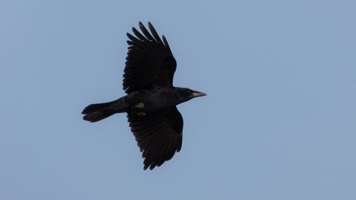 Грач птица в полете