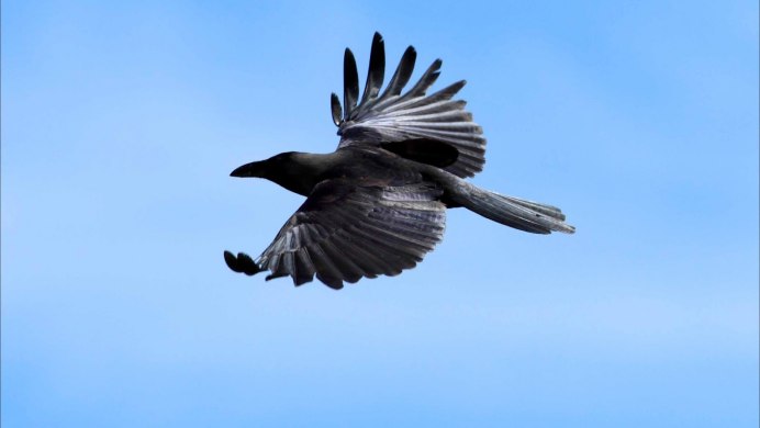 Грач в полете фото