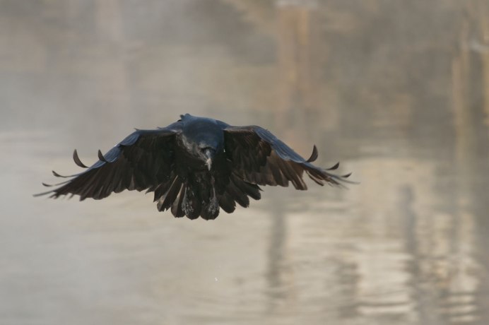 Вороны летают