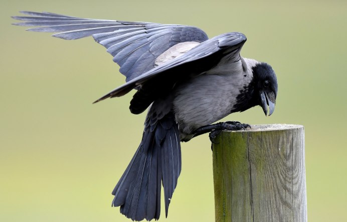Птица Галка сорока