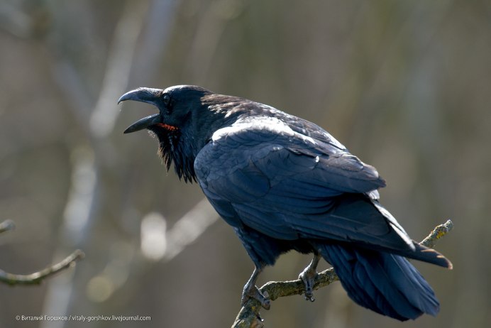 Грач в полете