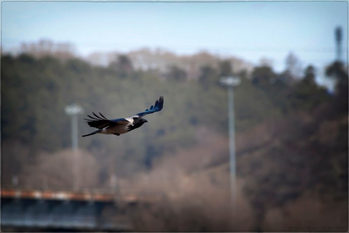 Ворона осень