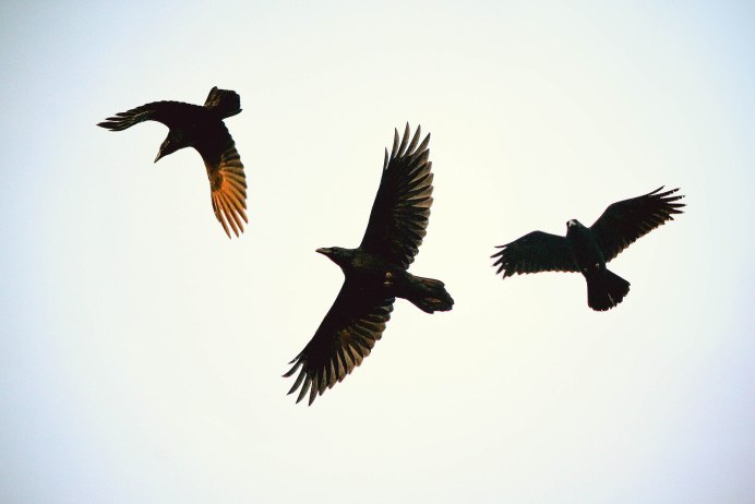 Ворон хищная птица