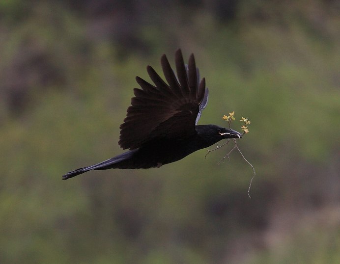 Галка в полете
